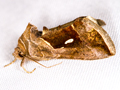 Dewick's Plusia